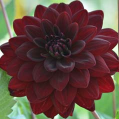 Decorative Dahlia 'Arabian Night'